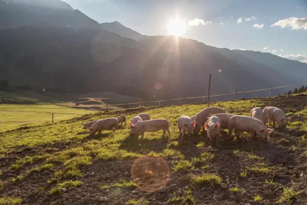 Skupina svinja pase na zelenoj padini s planinama u pozadini. Sunce jako sja, baca bljeskove i duge sjene dok je djelomično skriveno iza planinskog krajolika. Nebo je vedro s nekoliko mjestimičnih oblaka.